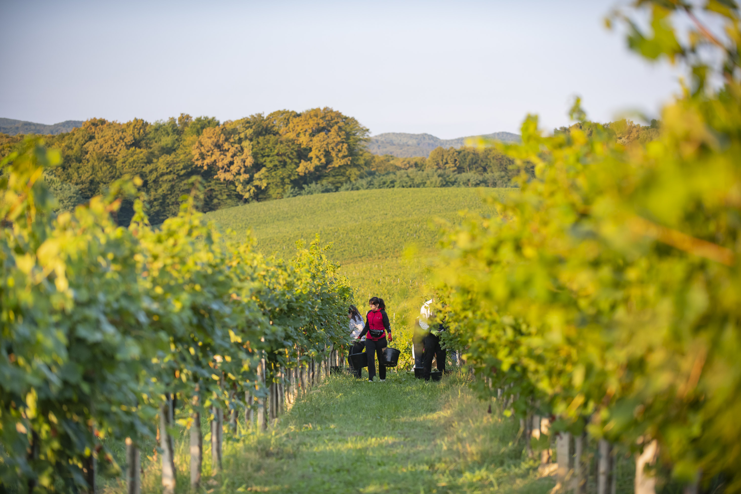 Croatian wine 3